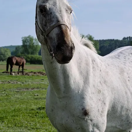 C8 Mit Balkon & Nutzung Der Wellness- & Aktivbereiche Im 